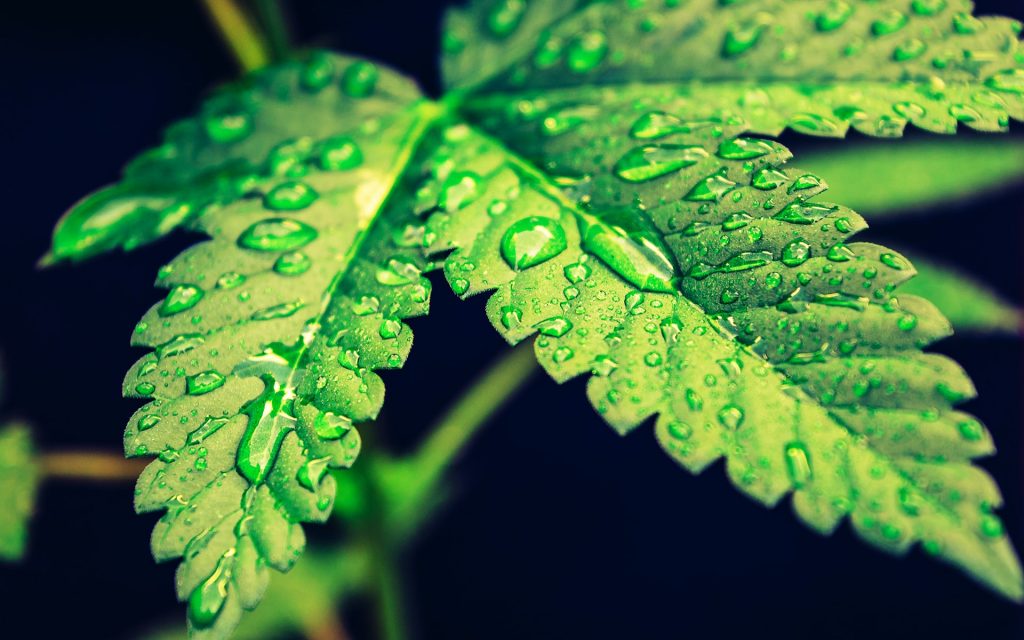 Strains Dispensary Medical Marijuana vs. Recreational Marijuana