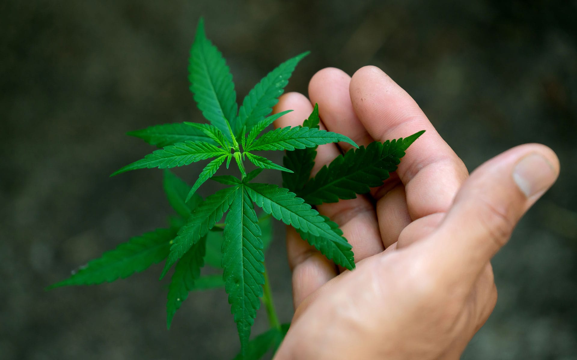 Marijuana Leaf Holding