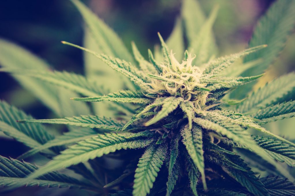 Cannabis Uses