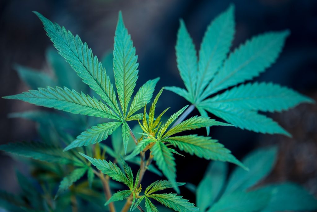 California Cannabis THC