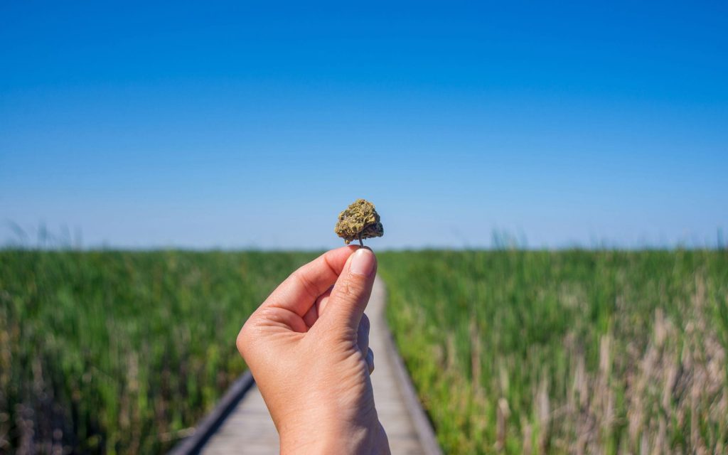 Person holding bud of marijuana with open sky and field in background
