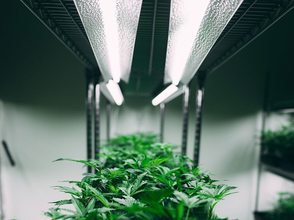 How to Grow Marijuana at Home | Strains Dispensary