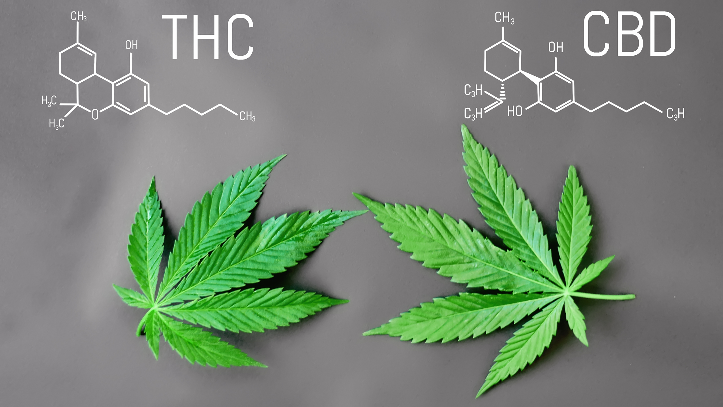 CBD vs THC