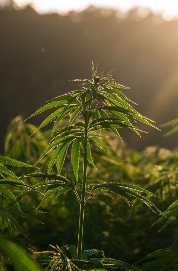 What is Cannabis Tolerance? Perris, CA Dispensary